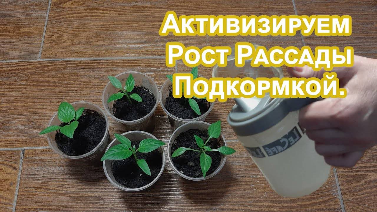 Рассада Поперла на глазах Народная подкормка. Делюсь опытом внесения удобрения в Перцы и Томаты.