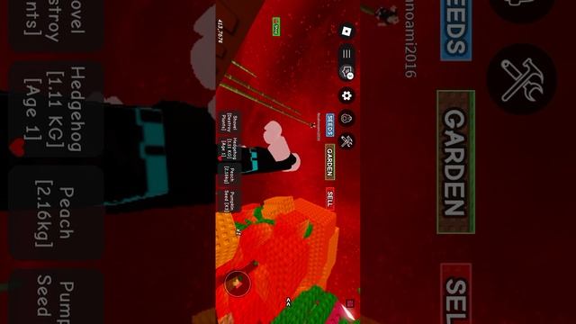я купил горох !!!! в вырасти сад