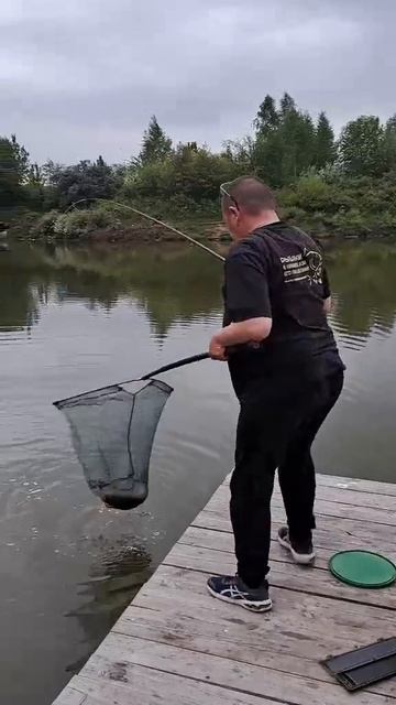 Карпы в городском пруду "Байкал" Канаш