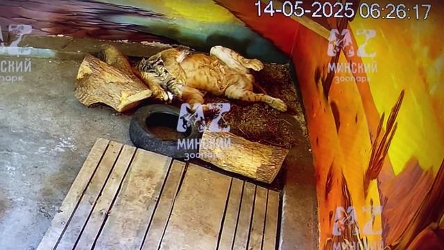 На заре ты его не буди