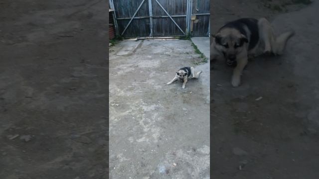 Барсюха