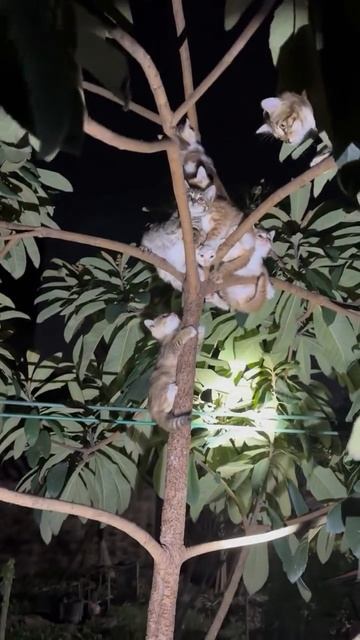 Котики созрели, пора собирать🐱👏