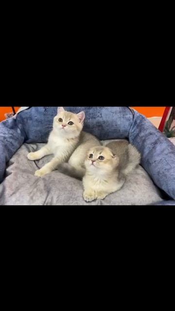 Шотландские котята голубое золото