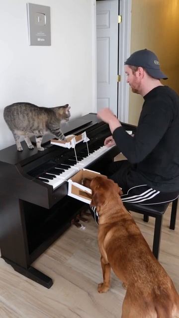 Великолепное музыкальное трио 🐕🐈🎤