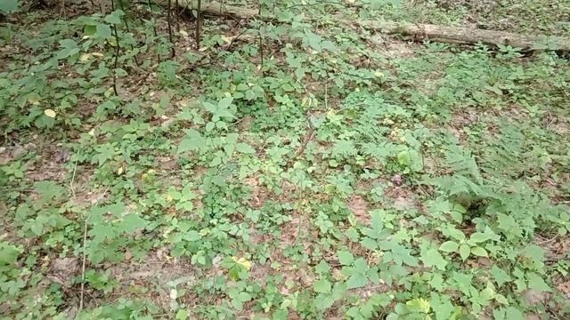 🍄🟫🏡БЕЛАРУСКАЯ "ТИХАЯ ОХОТА". ИЮЛЬСКИЕИГРИБЫМНА Б?