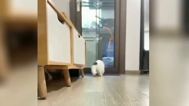 Приколы с животными 16