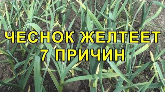 Чеснок Желтеет 7 Причин Почему это Происходит