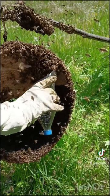 🌺🐝🐝🐝🌺🌞🌞🌺