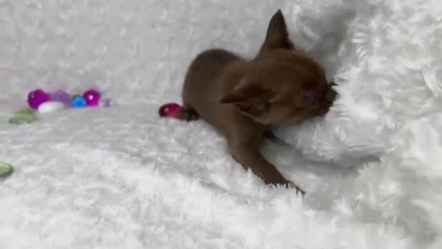 котик бурманской поподы