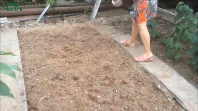 Как подготовить грядку для КЛУБНИКИ. Сеем горчицу - 7 дач