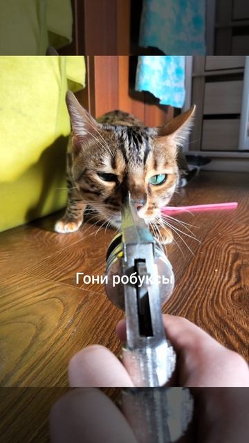 гони робуксы