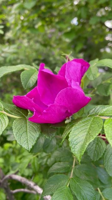 Шиповник садовый #цветы #garden #растения #flowers #природа