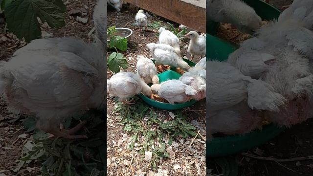 мешанка  цыплят для бройлеров