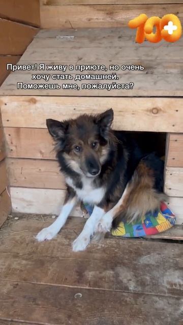 Ладушка