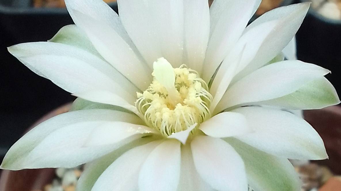 Цветение Гимнокалициумов Бруха. Gymnocalycium bruchii.