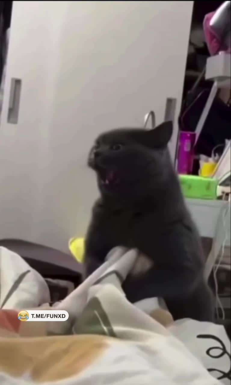 Лучшая озвучка😁