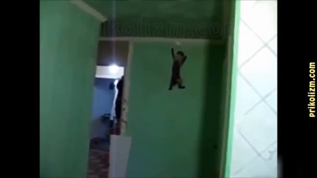 Приколы с котами и кошками для поднятия настроения!