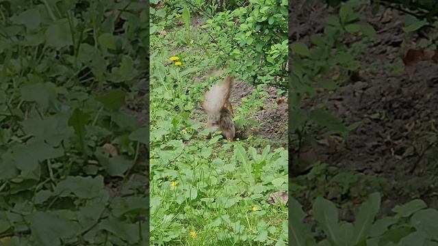 Гомель. Дворец, парк, смотровая башня и набережная