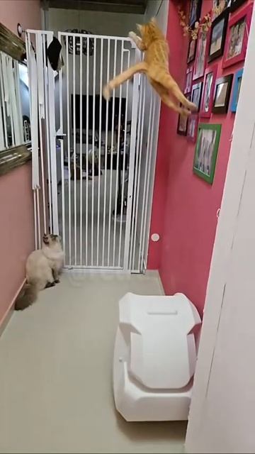 Великолепный прыжок котейки,достоин Оскара ❤️🐈👍