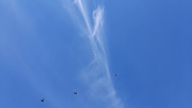 Николаевские голуби 25.05.25 г