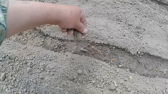 Сажаю петрушку и укроп.