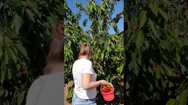 Рву черешню🍒