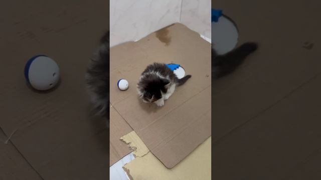 Котята брат и сестра