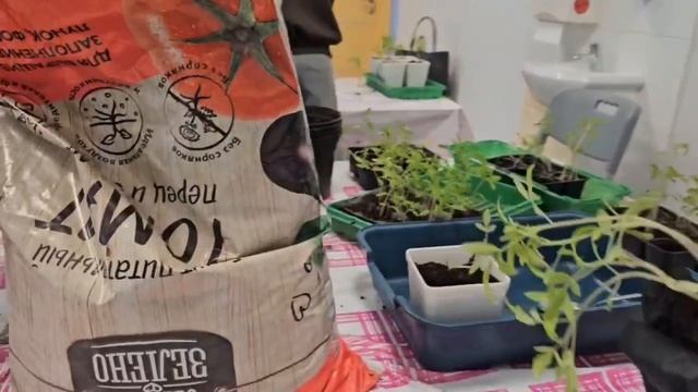 Международный STEAM-проект Climate Controlled Smart Garden.