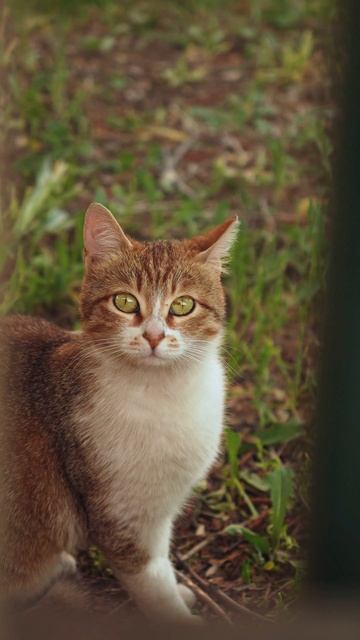 Зачем кошкам нужен карман Генри?