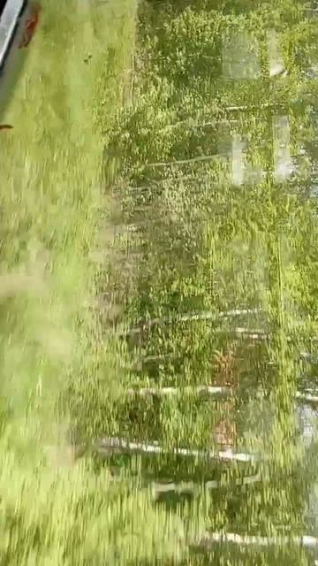 scene_output.mp4