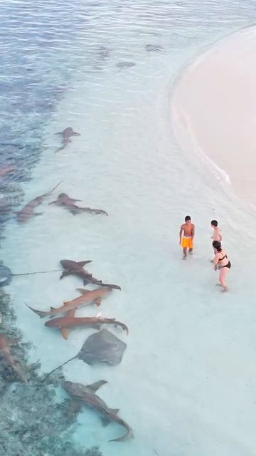 кормёжка акул и скатов прямо у берега 🦈 Мальдивы