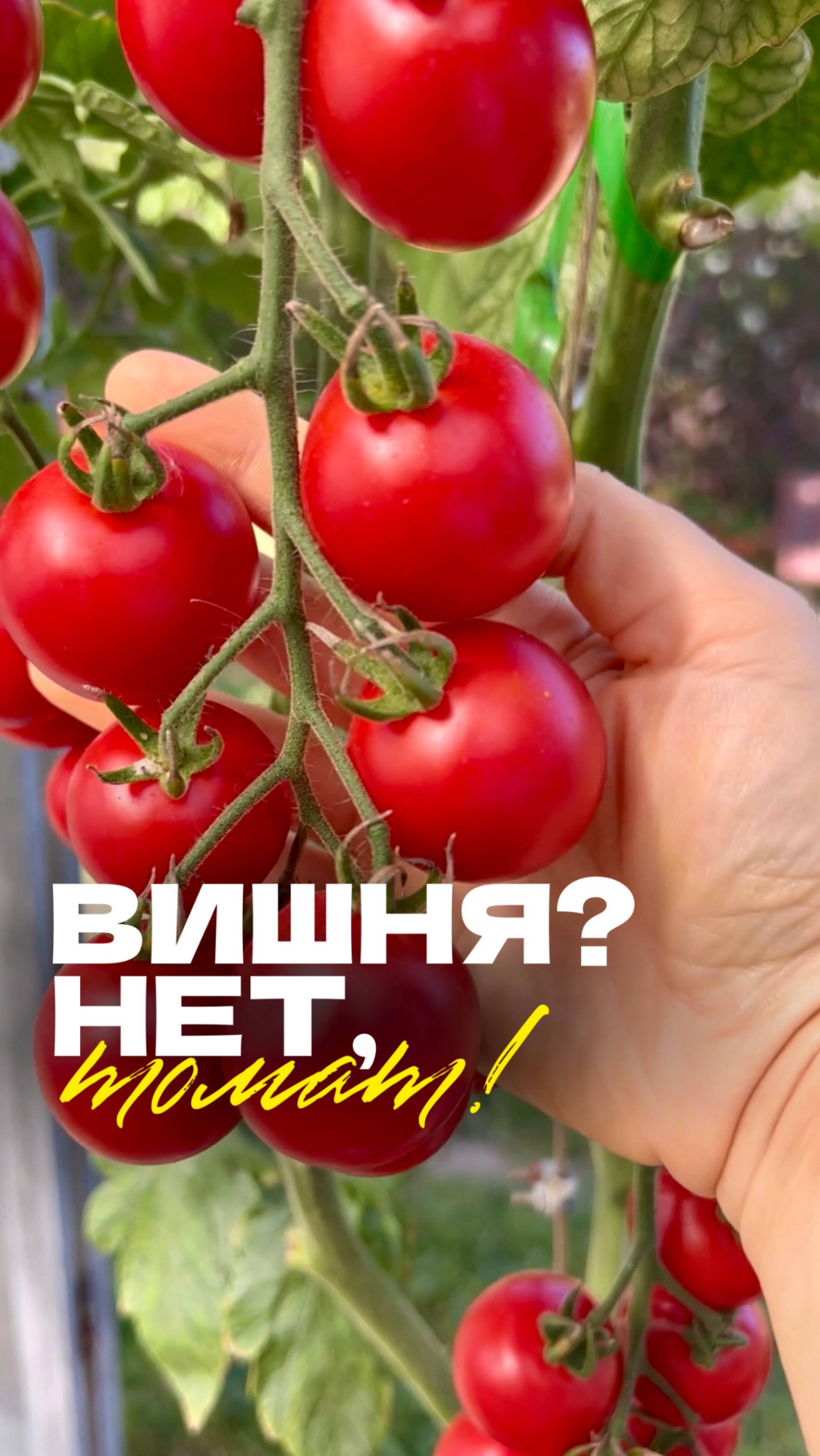 🍅 Зимняя вишня F1 — томат, который легко запомнить не только по названию!