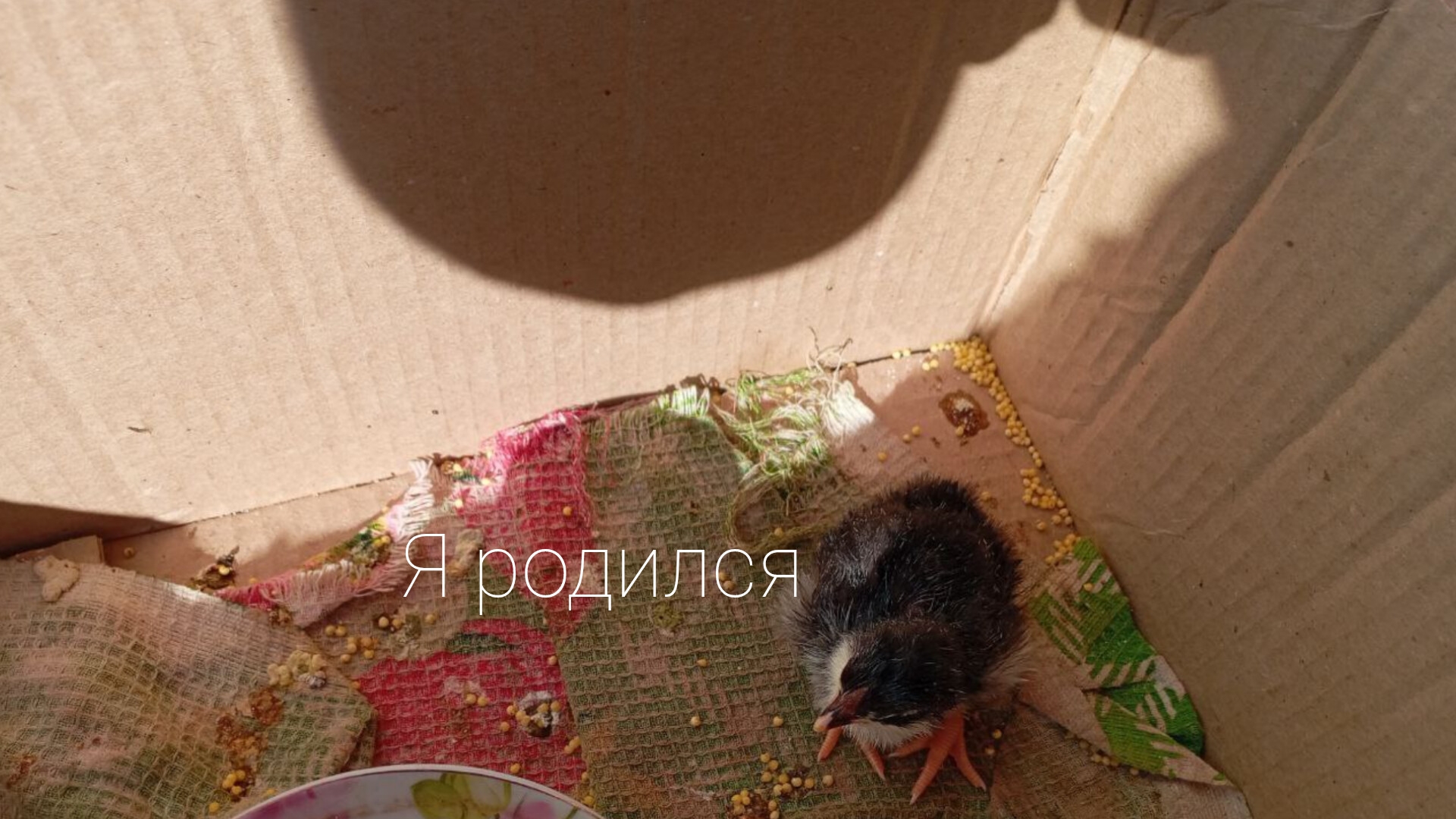 Цыплята у Амира часть 1