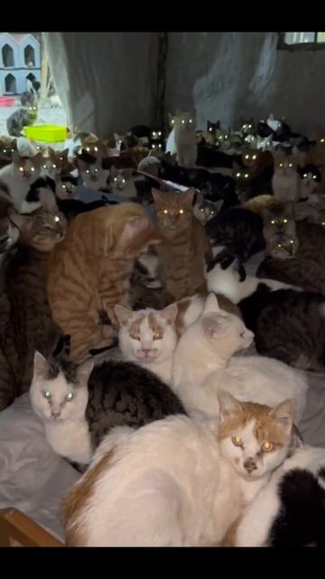 Ещё больше котиков в канале https://t.me/cotorai