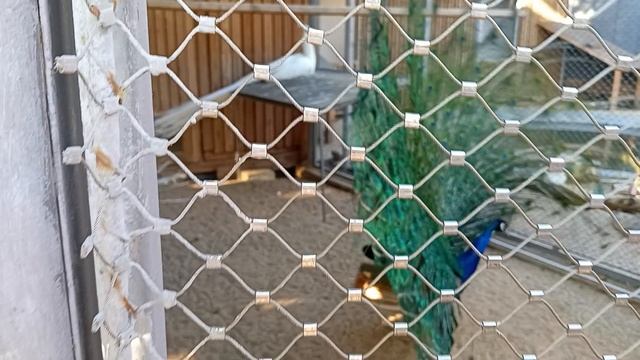 Павлин распустил хвост, шелковые куры очаровали всех в птичнике Московского зоопарка