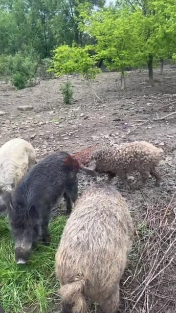 Пополнение юных свидомитов