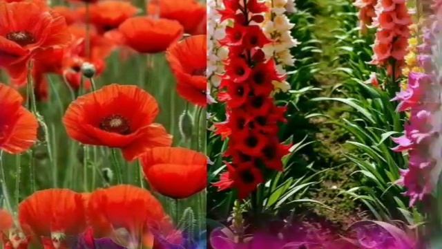 VID_20250525_003121_808.mp4