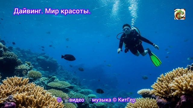 Дайвинг-мир красоты.