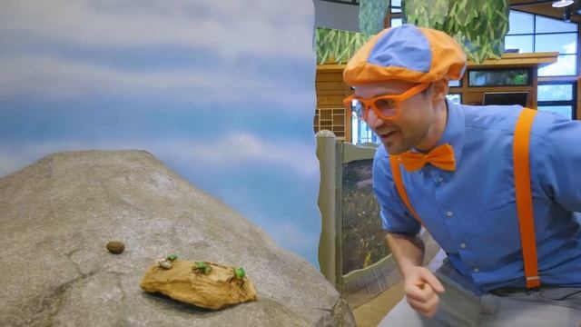 Блиппи (Blippi) - Песня Про Малину   Обучающие песни для детей   Blippi Russian