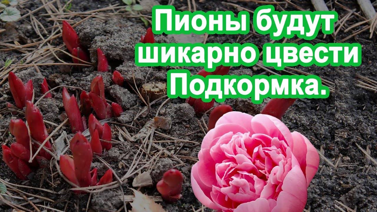 Пионы завалят шикарными бутонами.Подкормка. Делюсь личными наработками по уходу Цветов Пионов.
