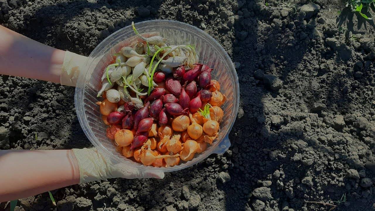 Сажаю лук только ТАК. Головка с яблоко. Уход подкормка за луком севком.
