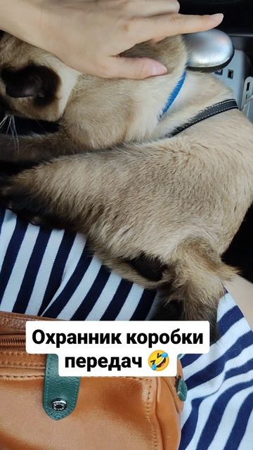 Охранник коробки передач 🤣