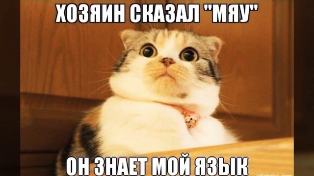 Прикольные мемы 2