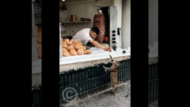 котская жизнь.mp4