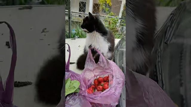 Эфемерные отражения в лесных озерах