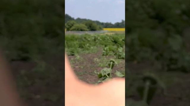 1000м забора из рабицы