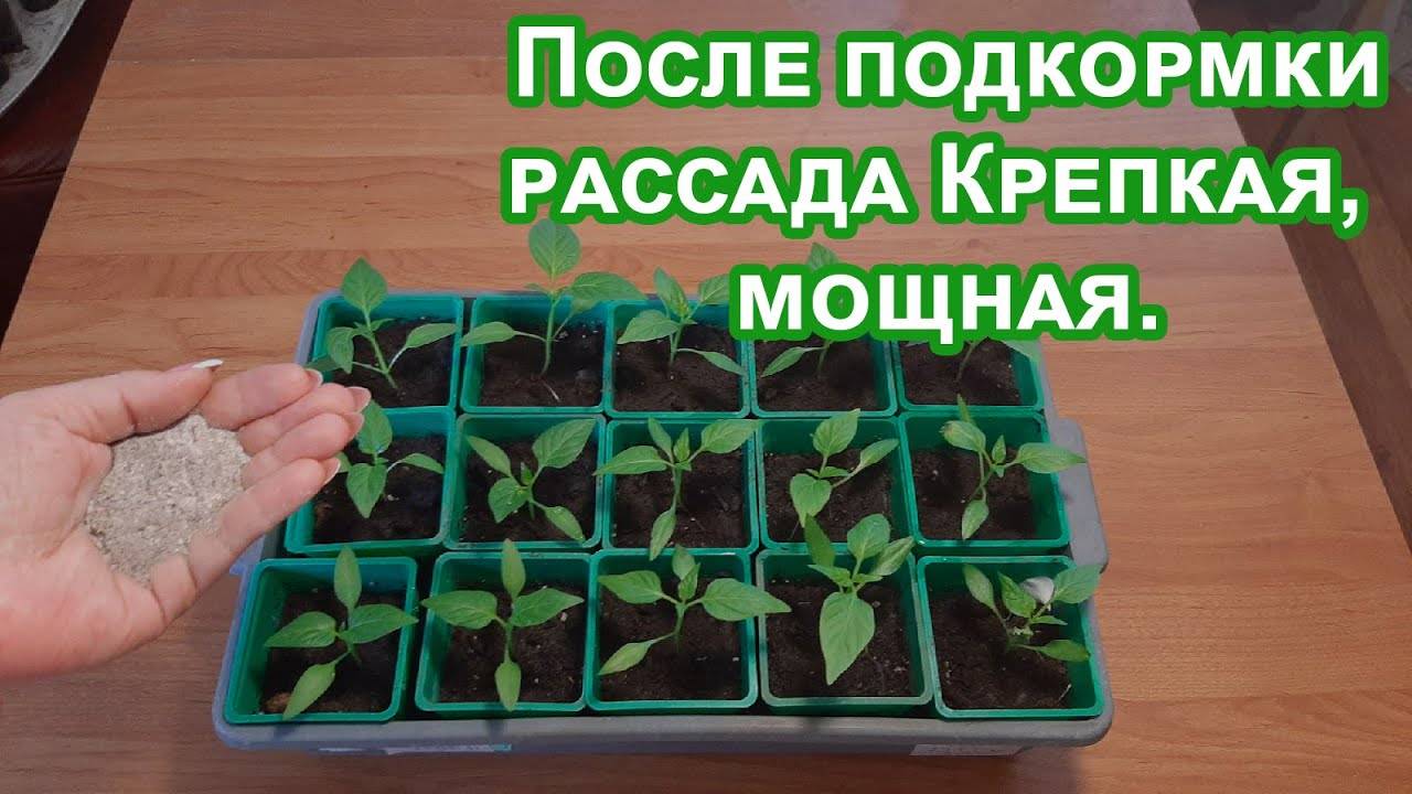 Секретная подкормка Рассады. Крепкая и Коренастая рассада после натуральной подкормки. Проверенно.