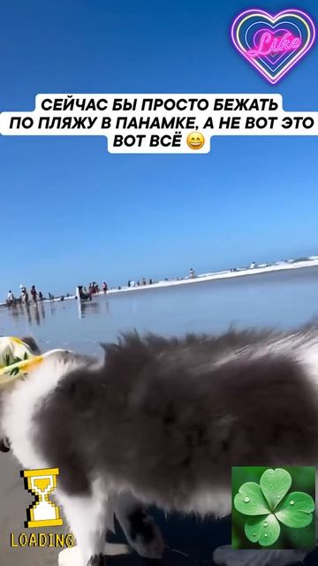 😸 Кот, солнце, море, пляж и хорошая погода ☀️