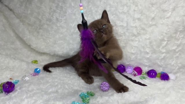 бурманские котята