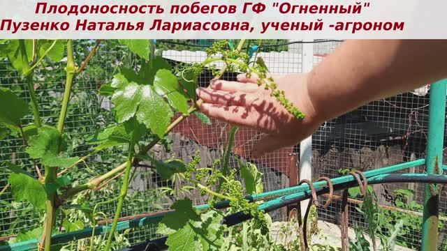 Плодоносность побегов ГФ винограда "Огненный". Вот нравятся мне именно плодоносные формы.